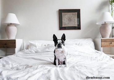 Chó leo lên giường là điềm báo gì, hên hay xui, đánh con gì, số mấy?
