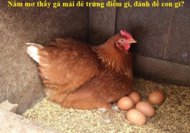 Nằm mơ thấy gà mái đẻ trứng là điềm gì, đánh đề con gì?