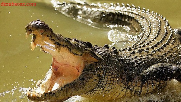 Nằm mơ thấy bị cá sấu rượt đuổi cắn là điềm gì, đánh đề con gì?